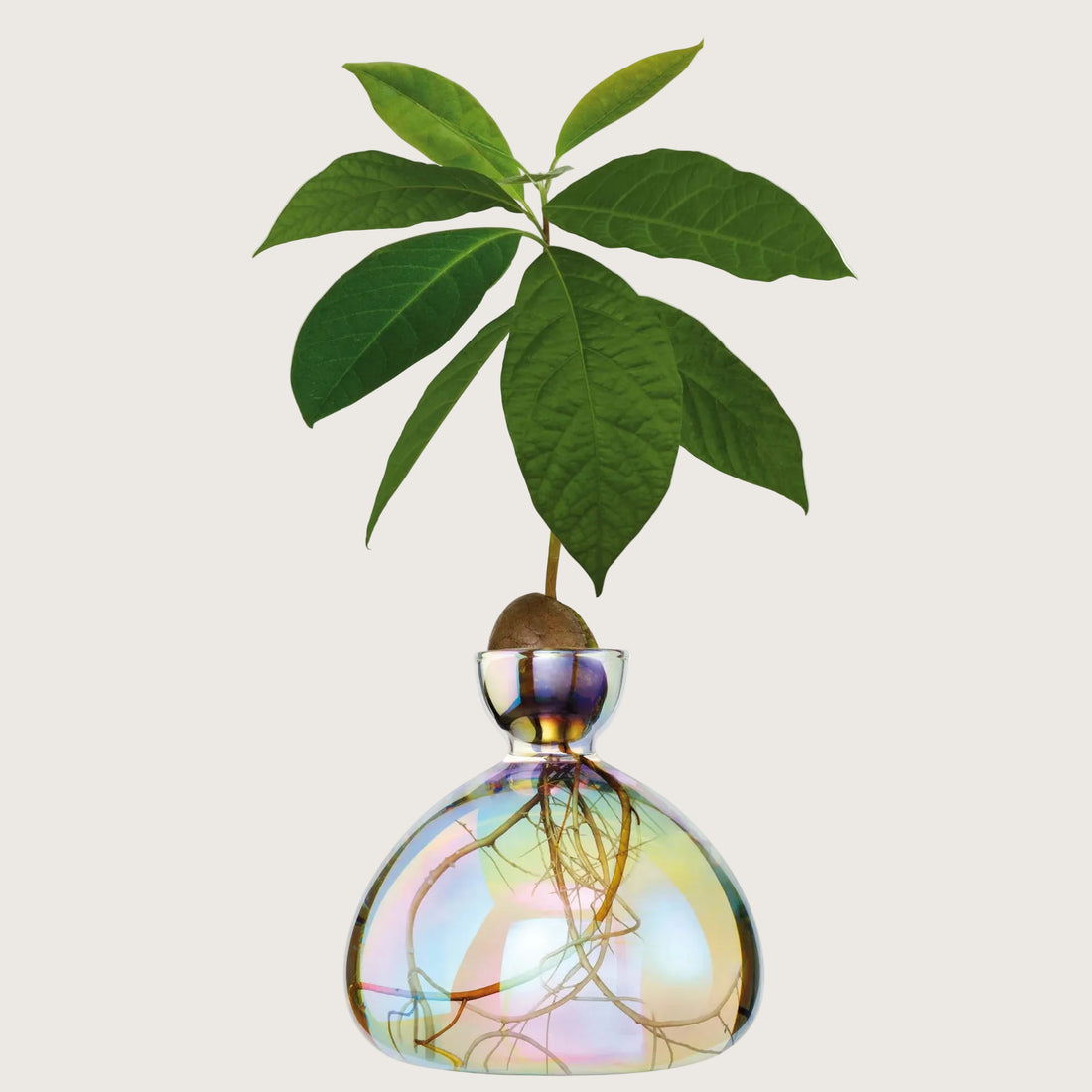 Avocado Vase - Cosmic Astra