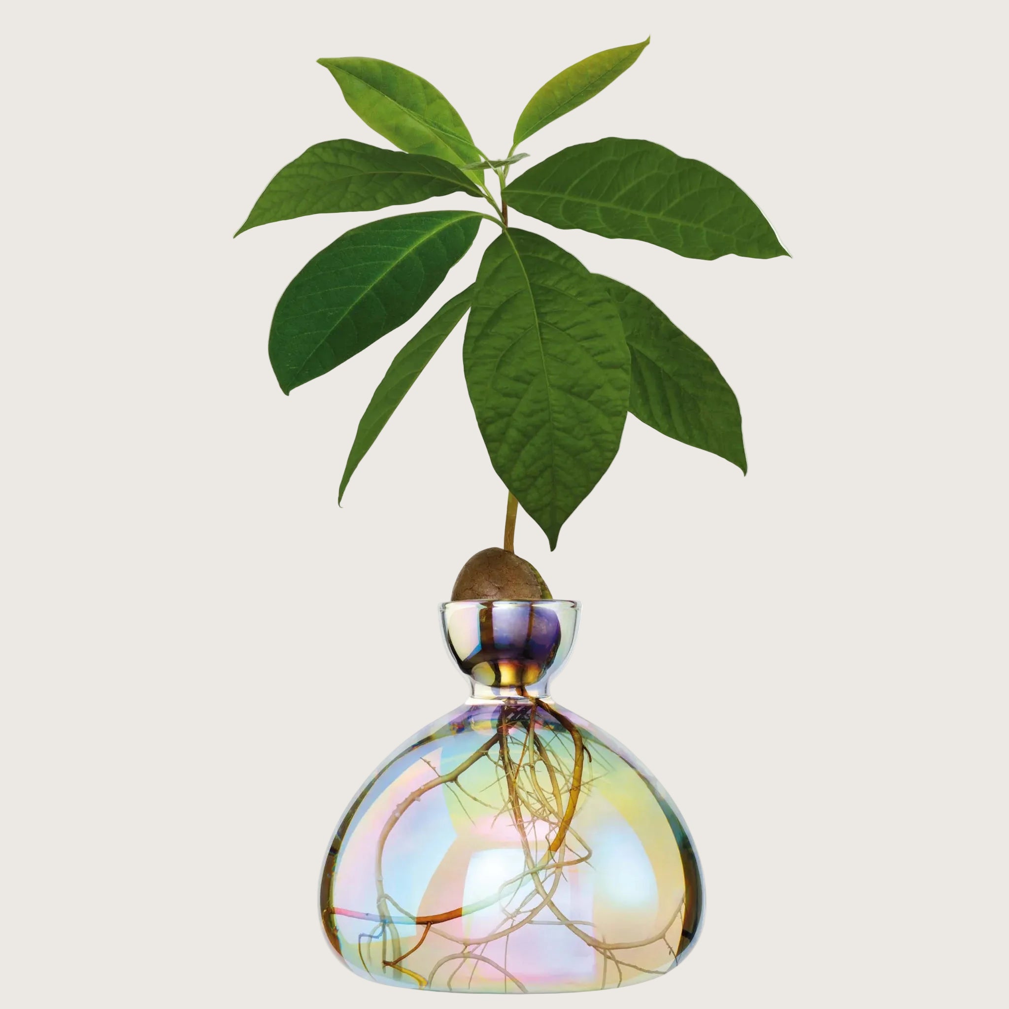 Avocado Vase - Cosmic Astra