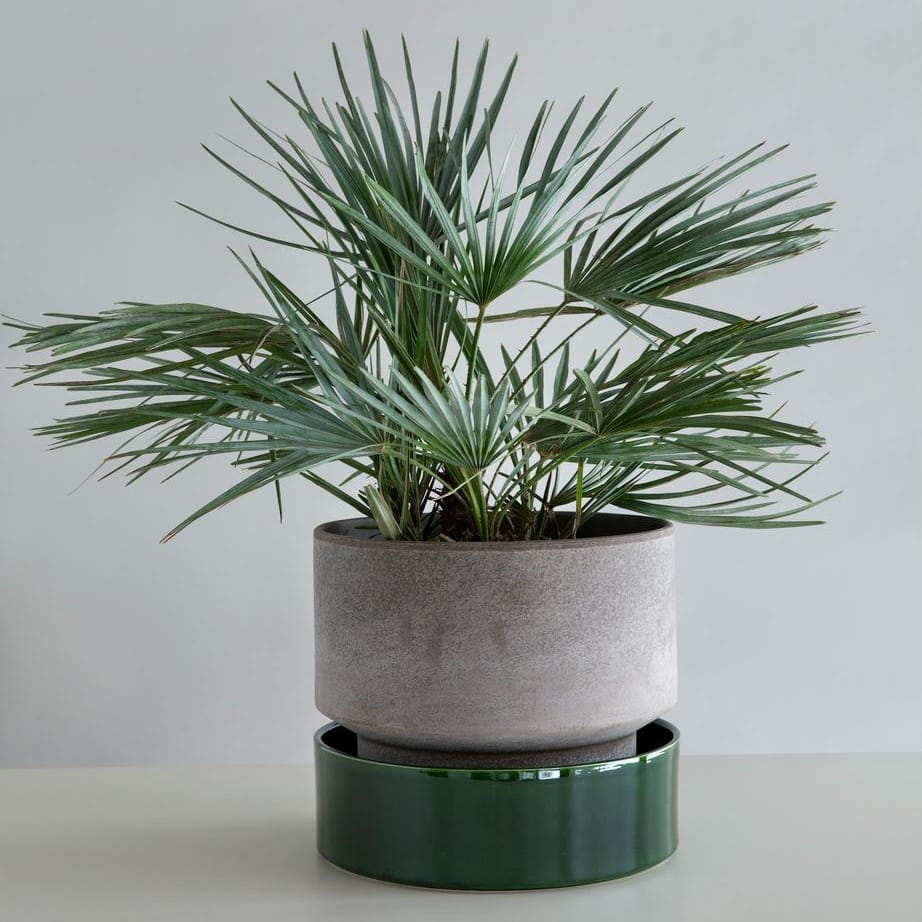 Urtepotte fra Bergs Potter i Raw Grey sammensat med en grøn glaseret underskål. Urtepotten er The Low Pot. 