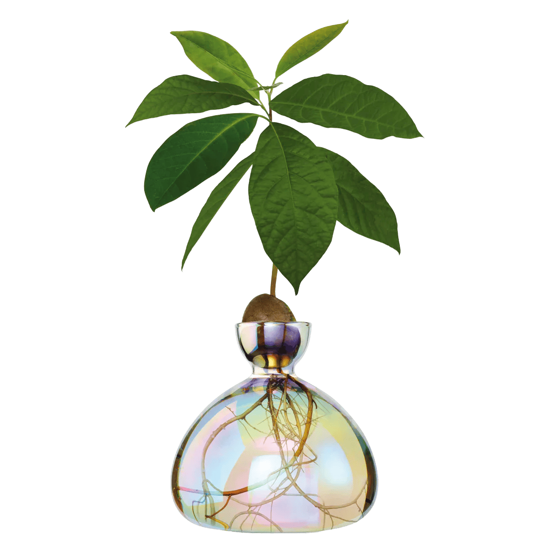 Avocado Vase - Cosmic Lyra
