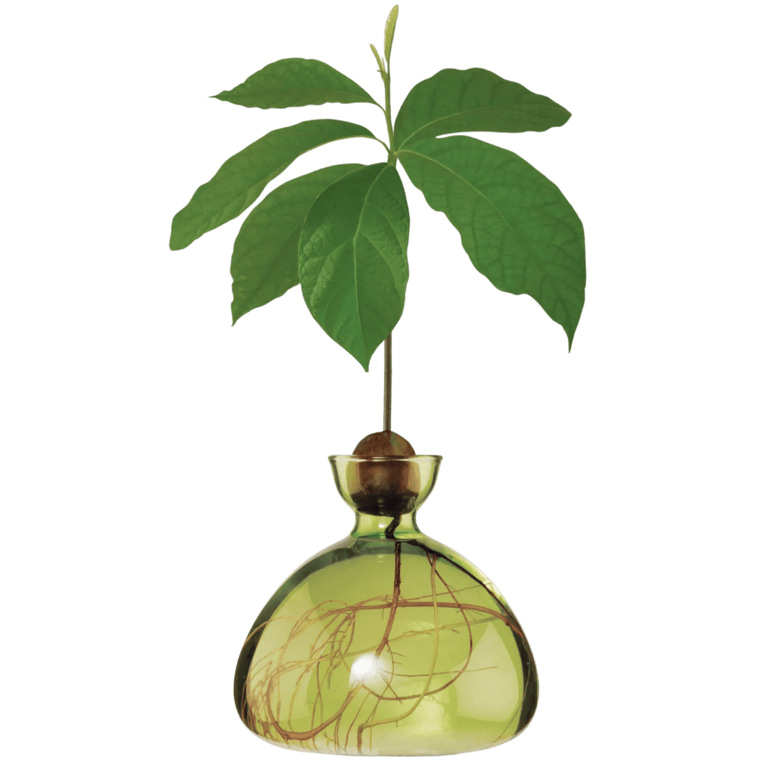 Avocado Vase - Grass Green