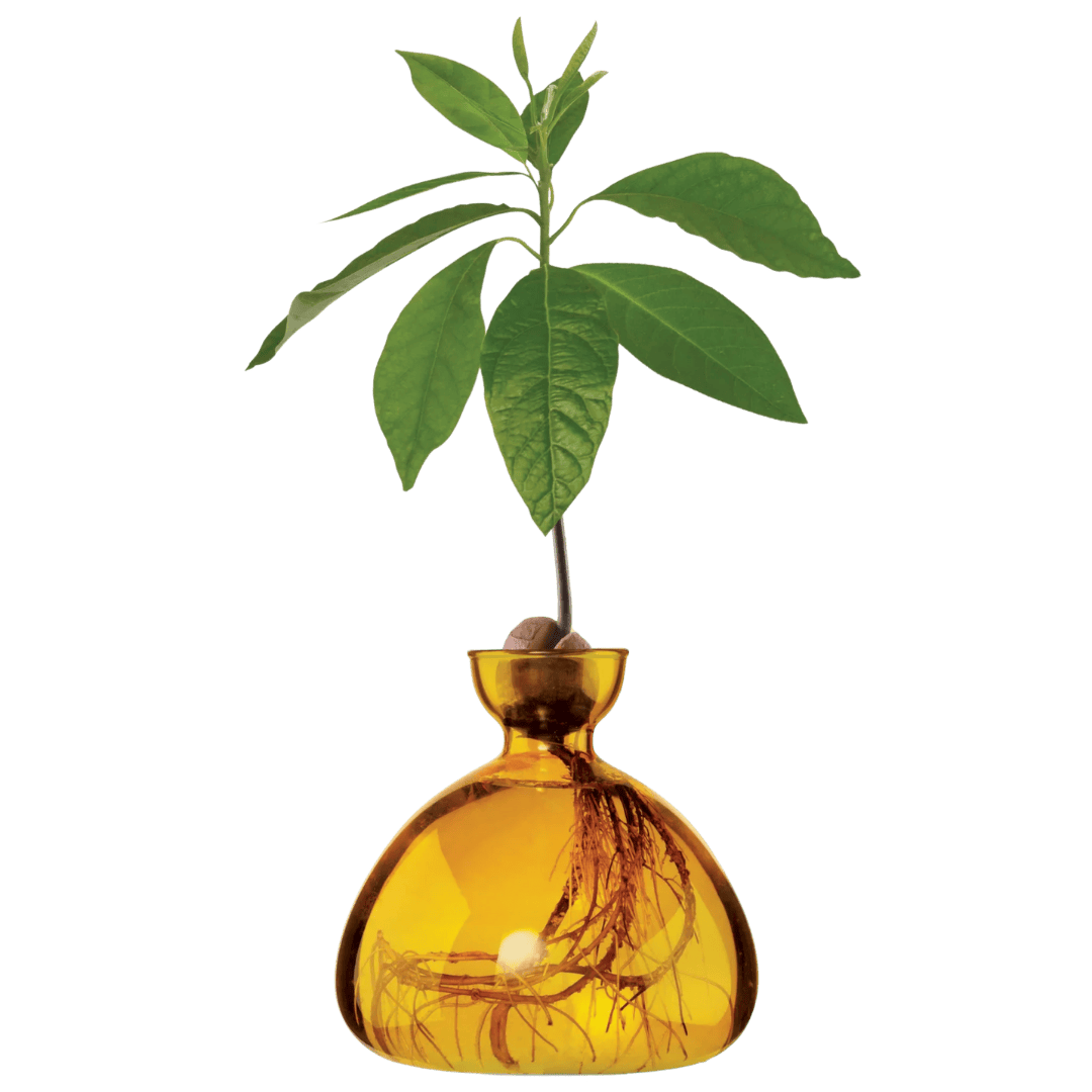 Avocado vase fra ILEX STUDIO i farven &