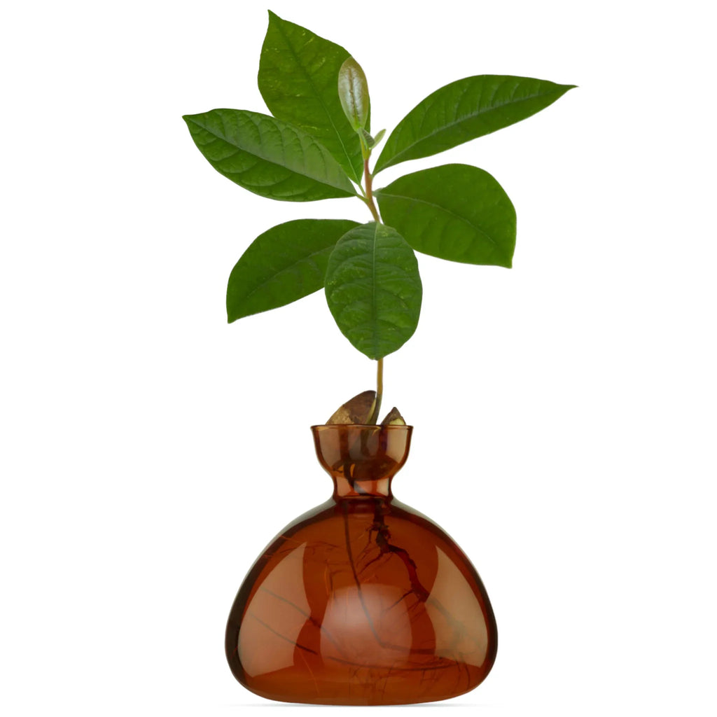 Brun vase lavet til at spire avokado sten i