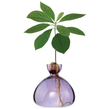 En lilla vase til at spirer en avocado sten i