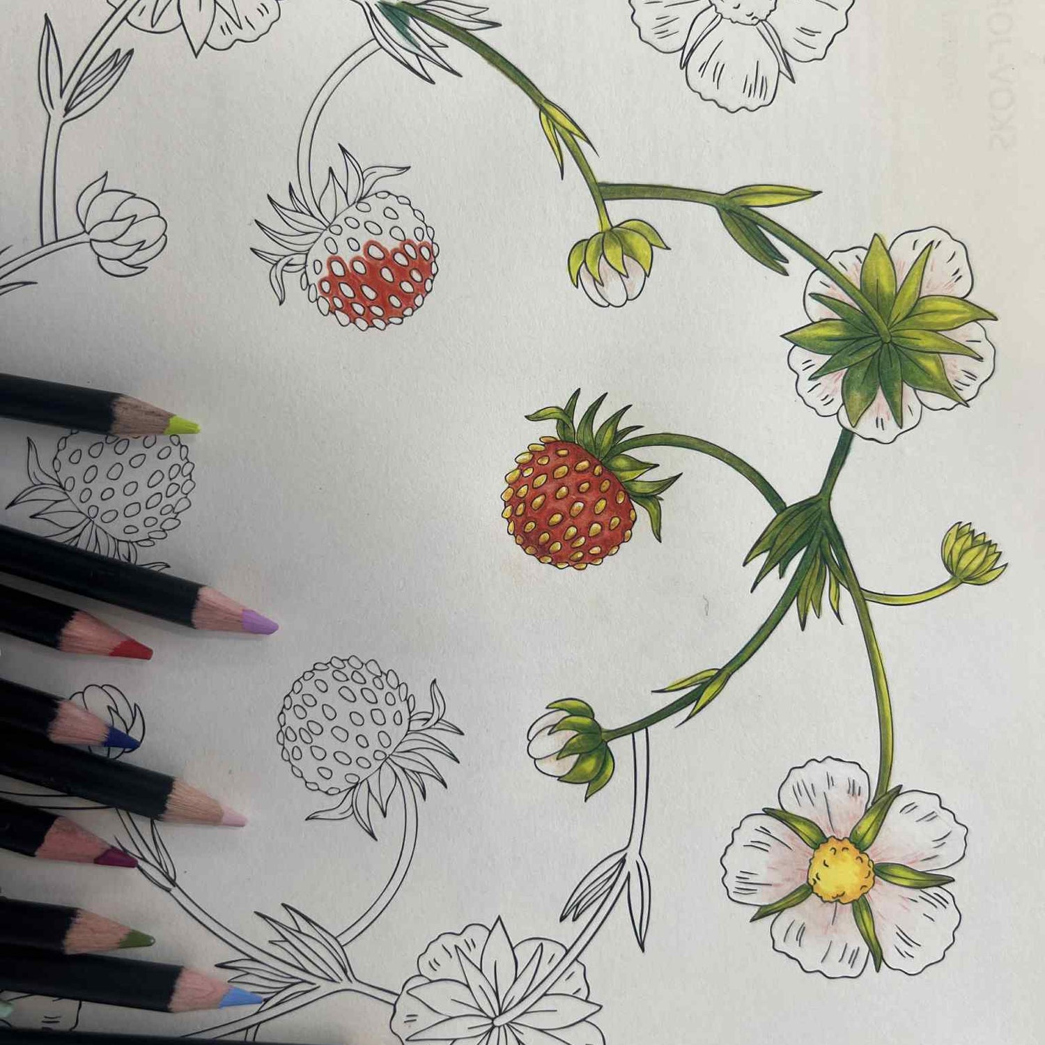 Flora Danica Mandalas