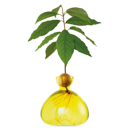 Avocado Vase - Sunlight Yellow