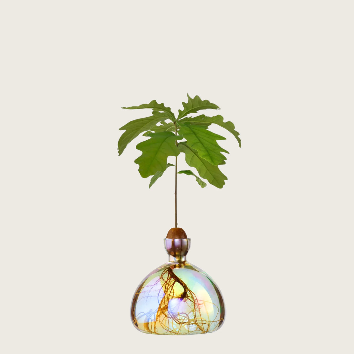 ILEX STUDIO, Agern Vase i Cosmic Vega - Balsalen.dk