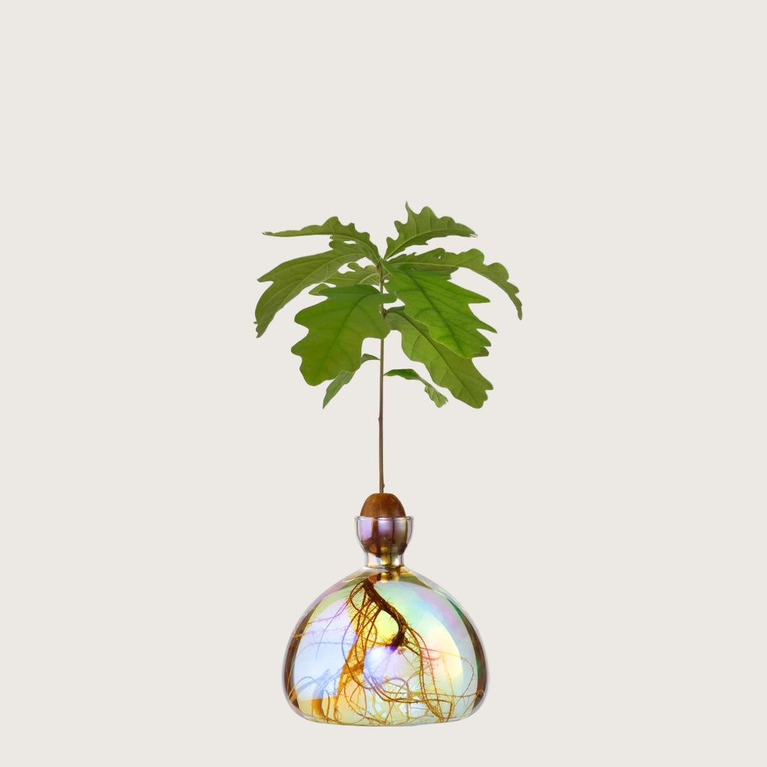 Agern vasen i farven &