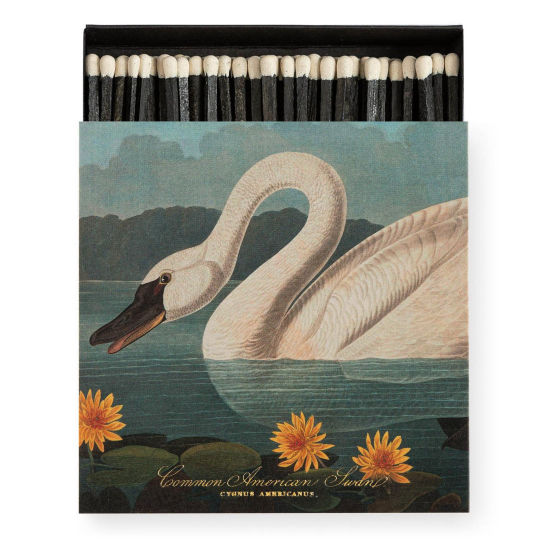 Tændstikker - The Common American Swan By Audubon