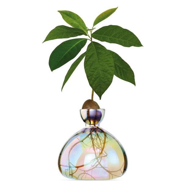 Avocado vase i farven 'cosmic astra' er en klar vase med en metallisk belægning, som gør, at den har et perlemorslook