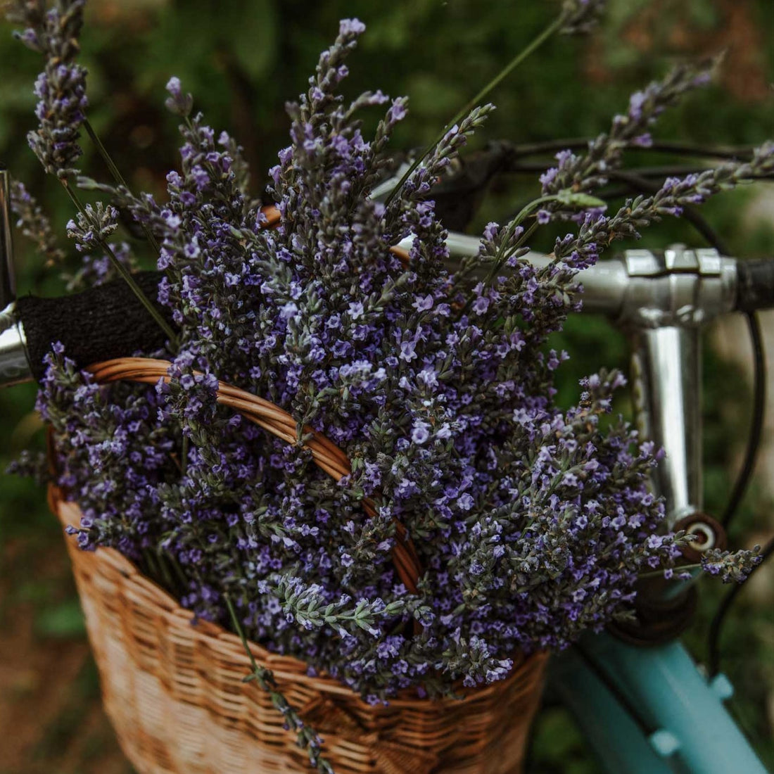 Økologisk Kropssæbe, refill  - Lavendel