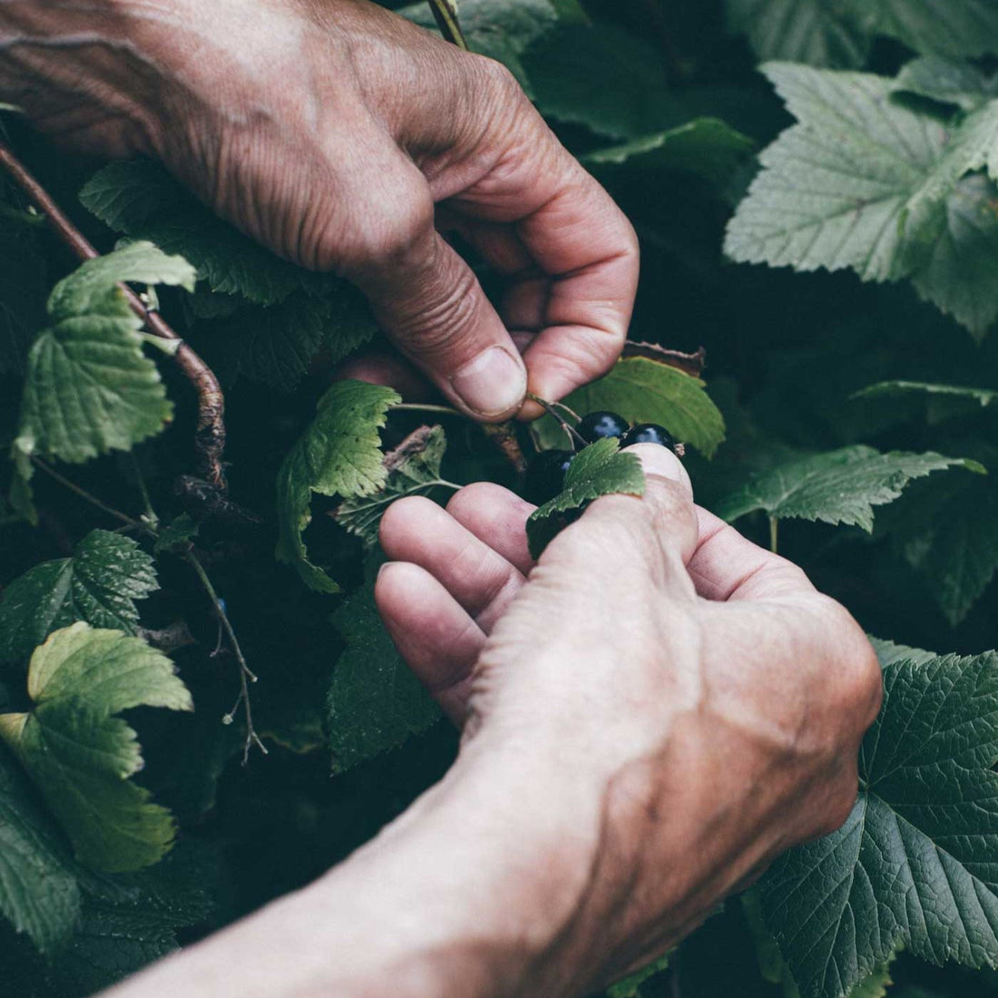 Ansigtsolie Antioxidant - Solbær &amp; Hyldeblomst