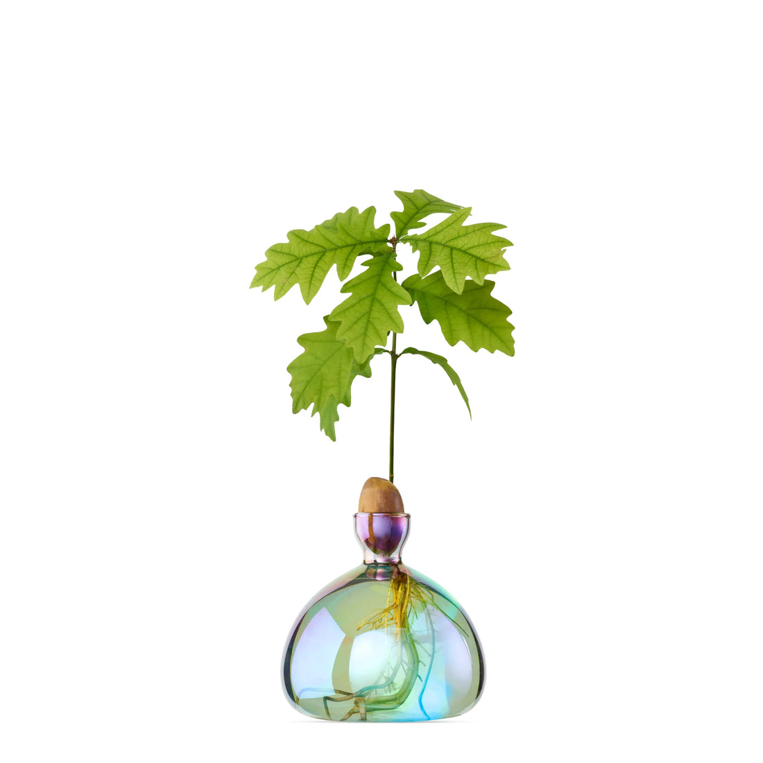 Agern Vase - Cosmic Lyra
