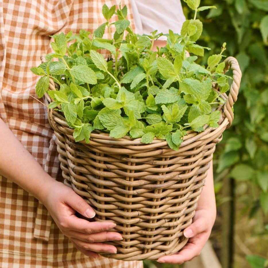 Kurv m/ Indvendig Plast - Rattan