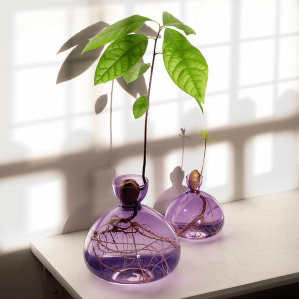 En lilla vase til at spire agern og avocado i