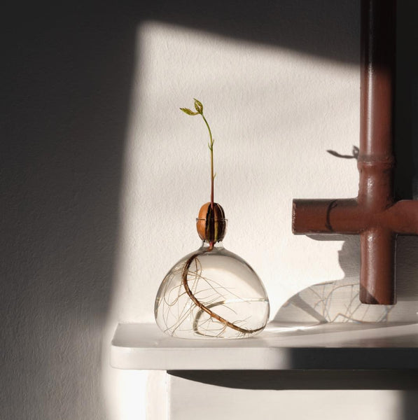 Denn smukke runde vase er lavet til agern. Den lille åbning i toppen gør, at frøet kan spire og gro et fint lille egetræ. Denne vase er gennemsigtig (clear)