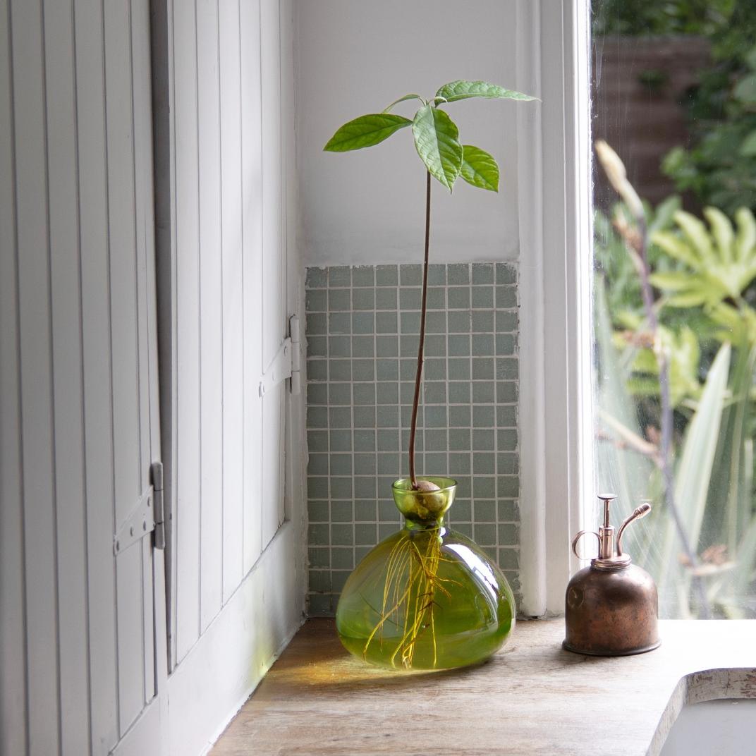 Grøn vase lavet til at spire avocado sten i