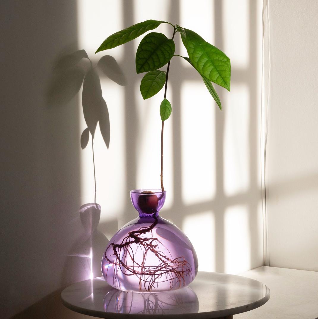 En lilla vase til at spirer en avocado sten i