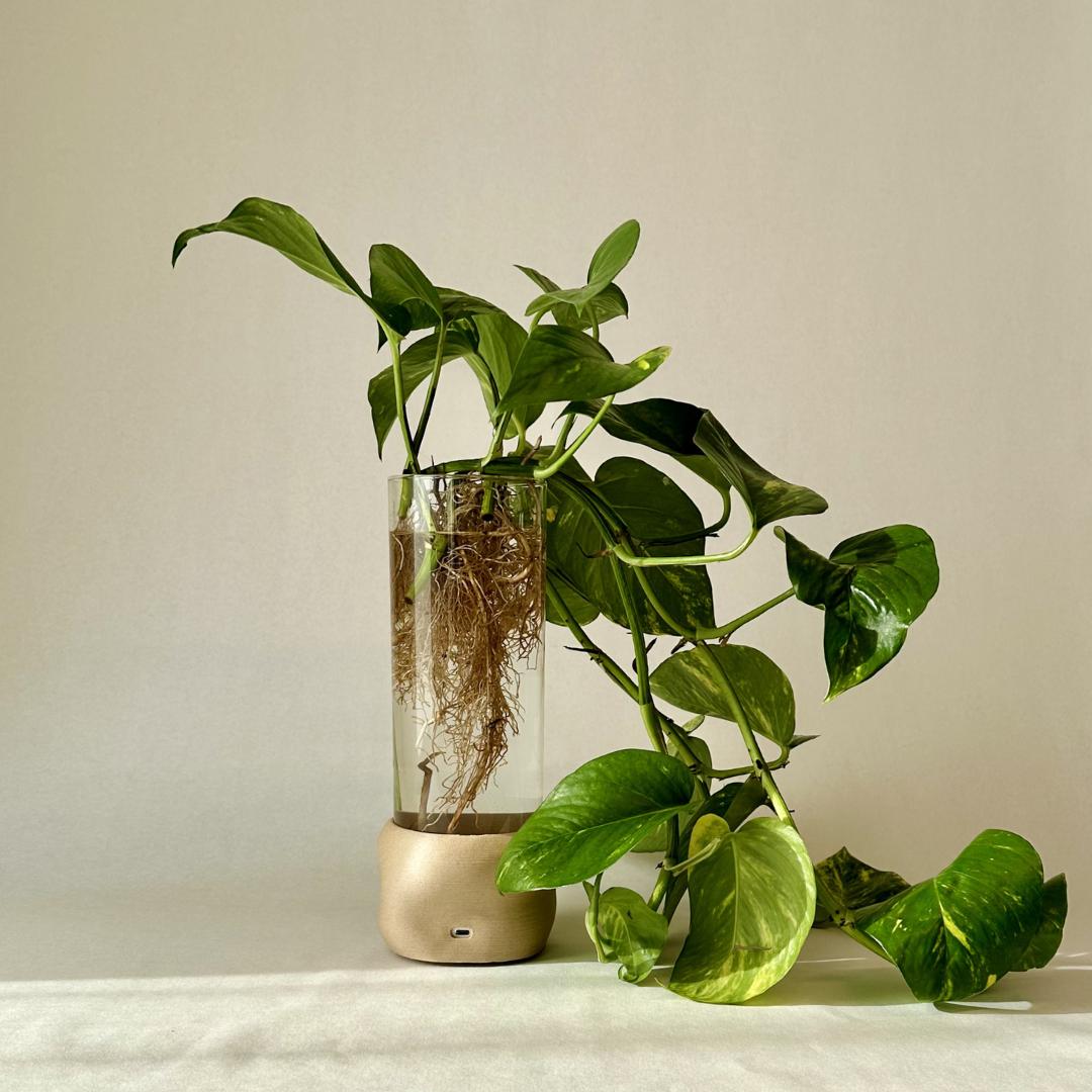 Beige cylindervase fra Moril med plante, glas og stemningsfuldt lys