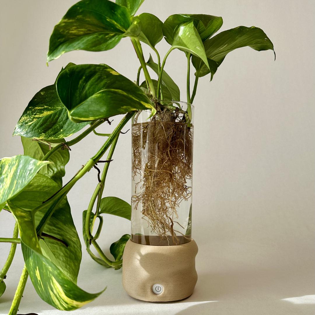 Moril vase med indbygget lys, transparent glas og hydroponisk plante