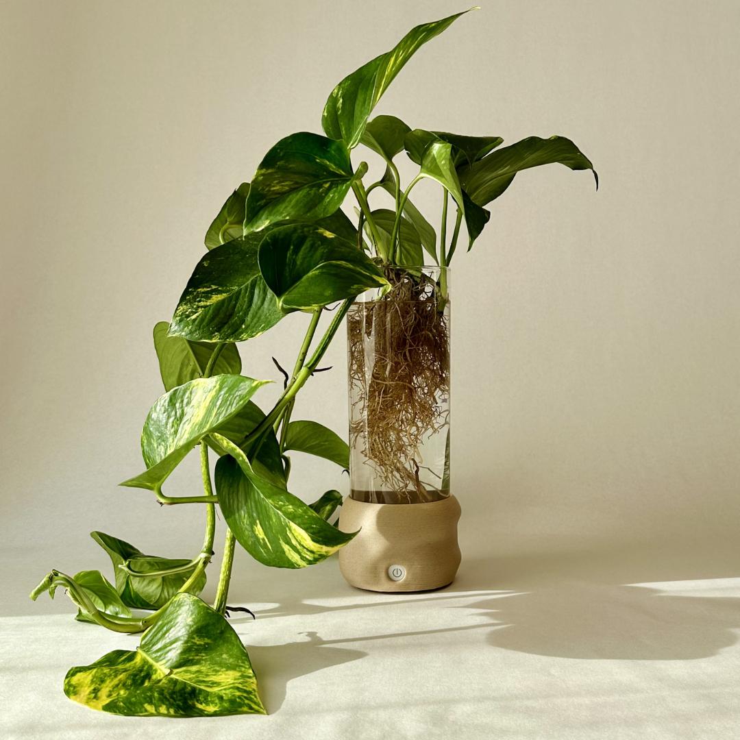 Moril vase i beige med hydroponisk plante og lys i bunden