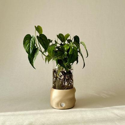 Beige Moril vase med grøn plante, synlige rødder og varmt lys