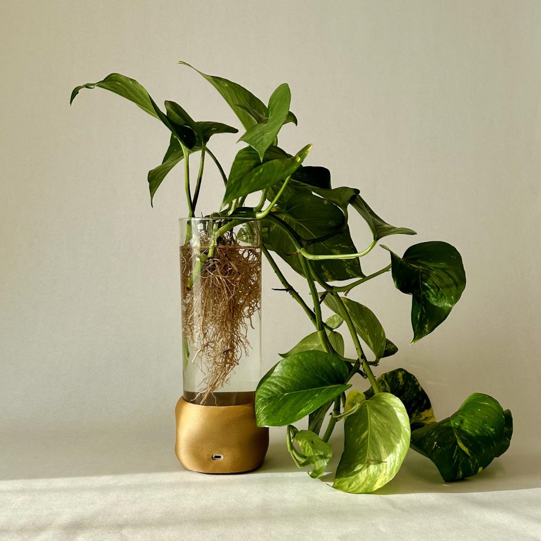 Brun Moril vase med grøn plante, synlige rødder og varmt lys