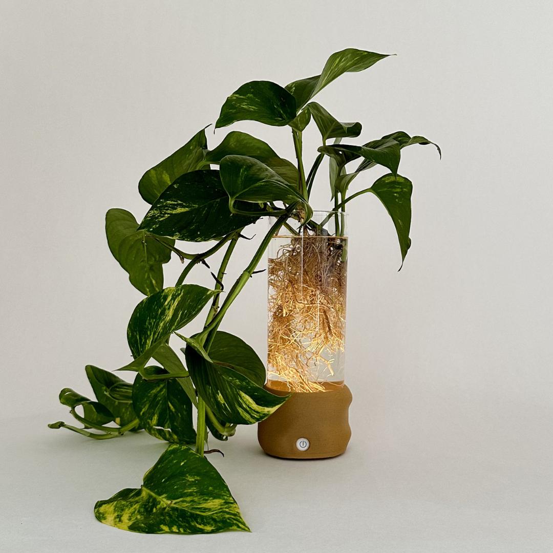 Moril vase i brun med hydroponisk plante og lys i bunden