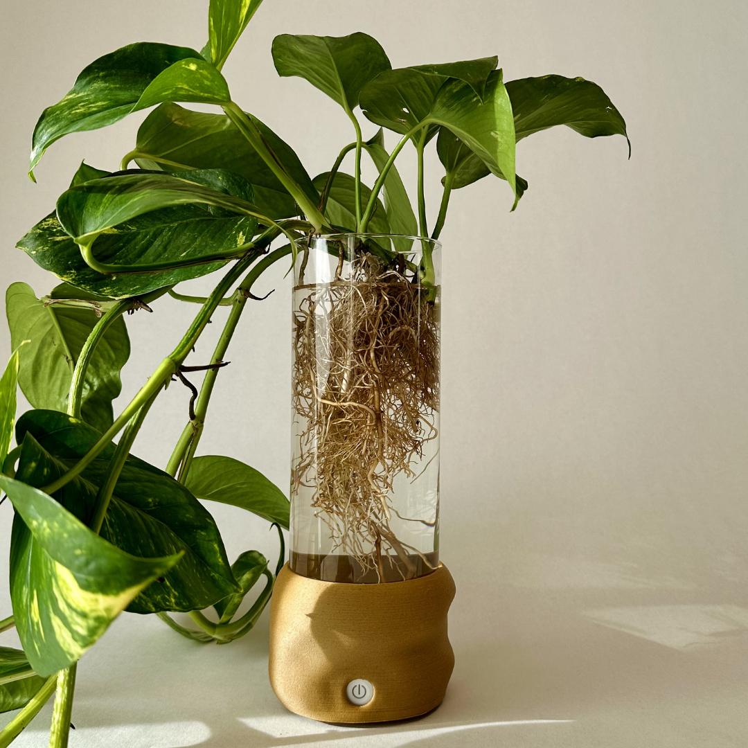 Moril vase i brun med indbygget lys, transparent glas og hydroponisk plante