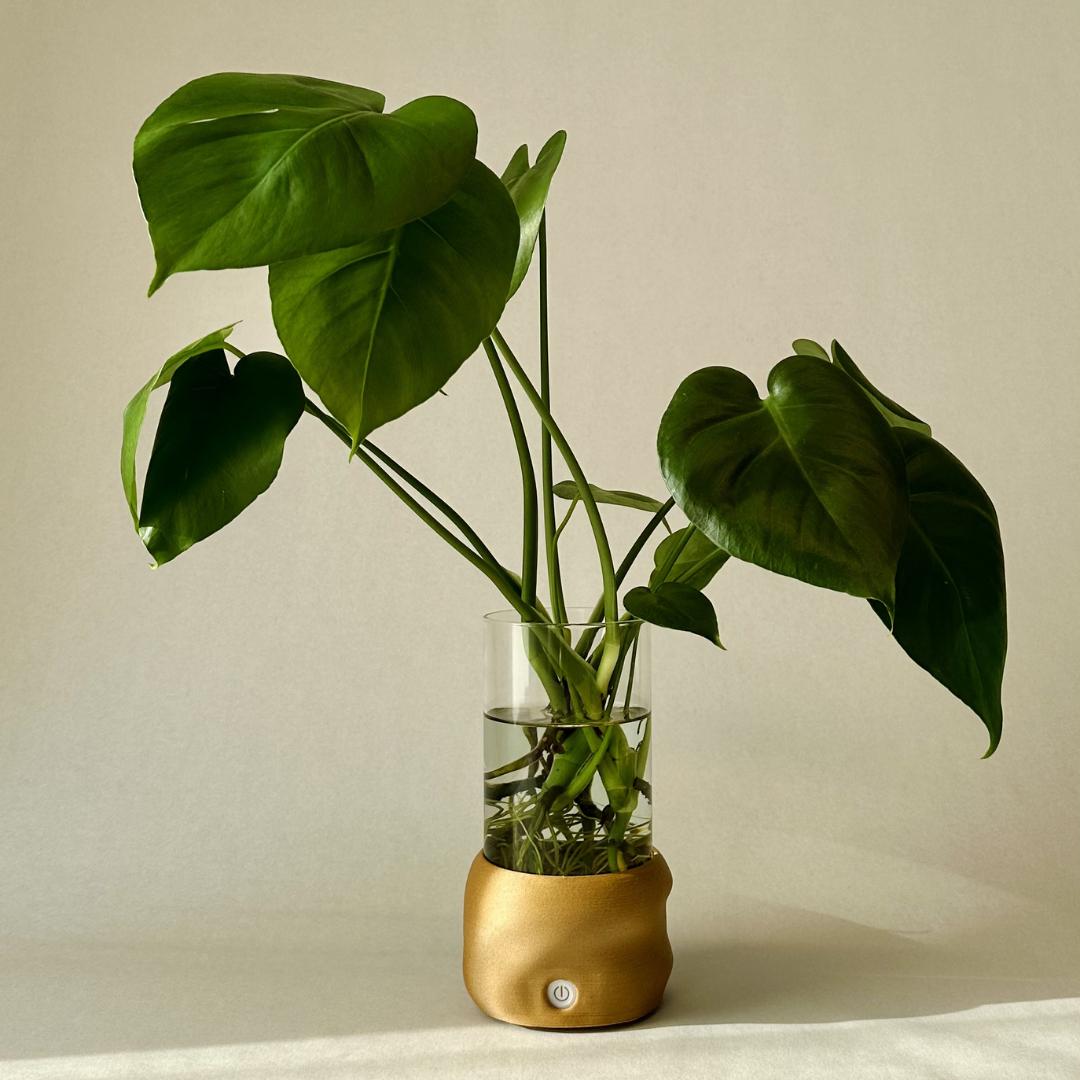 Moril vase til planter i vand med oplyste rødder og grønne blade