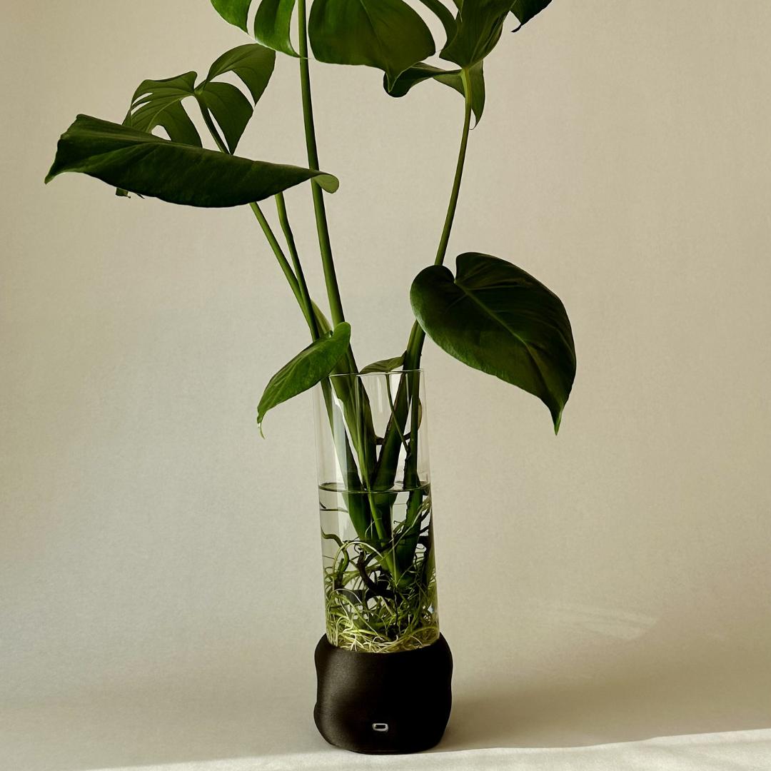 Dark brown cylindervase fra Moril med plante, glas og dekorativ base