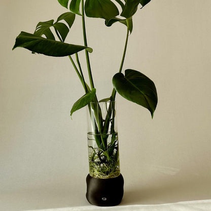 Dark brown cylindervase fra Moril med plante, glas og dekorativ base