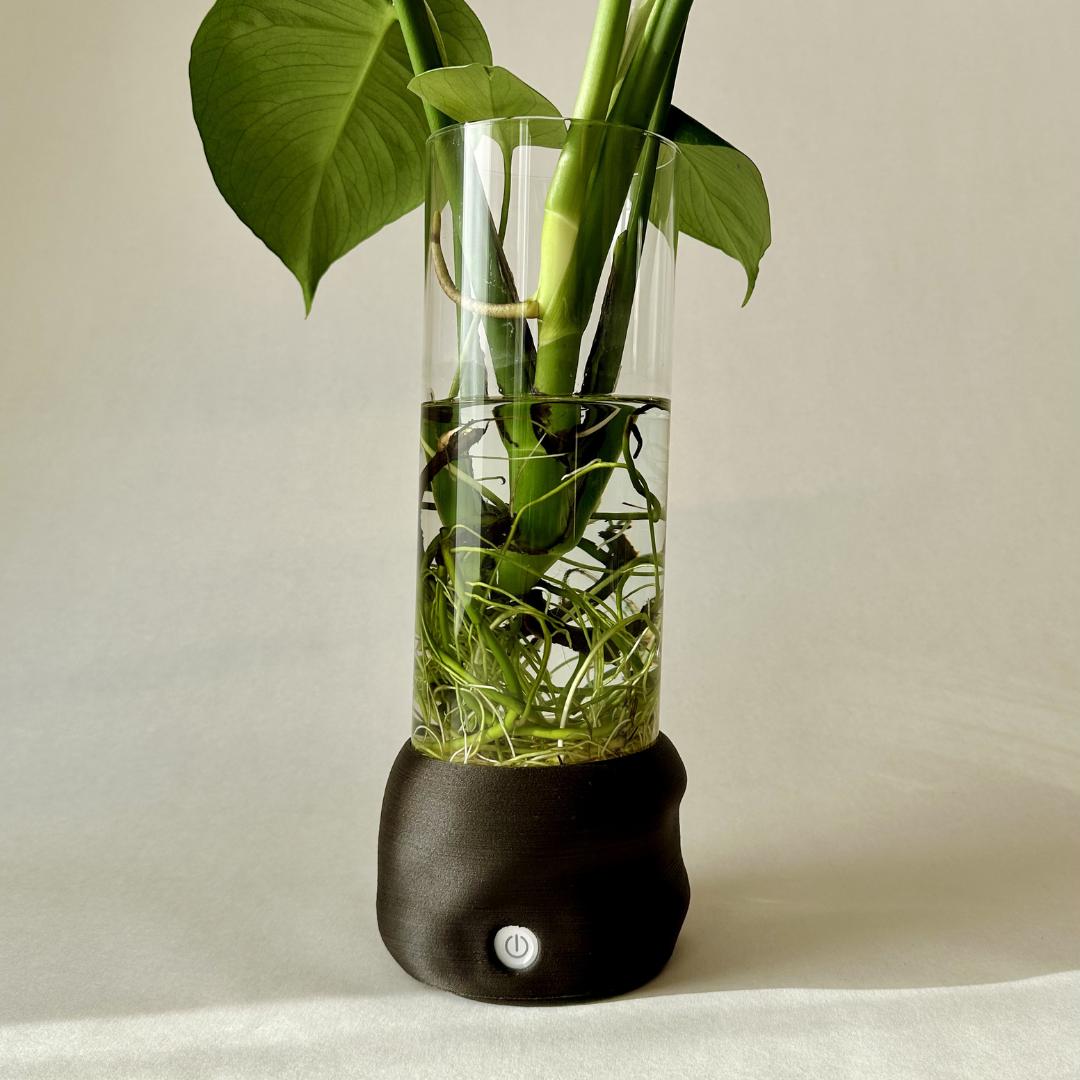Mørkebrun Moril vase med grøn plante og synlige rødder i vand