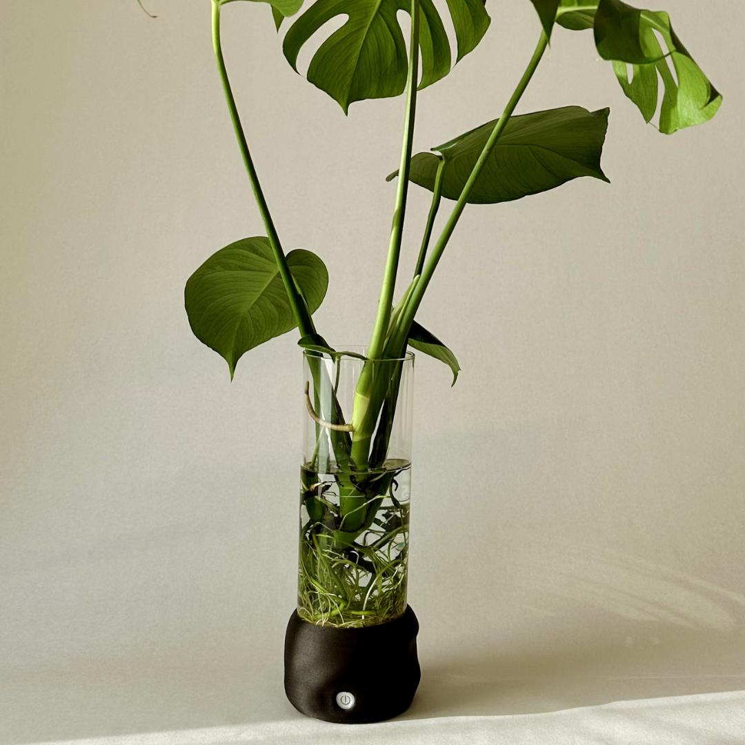 Moril vase i dark brown med transparent glas, plante og lyskilde i bunden