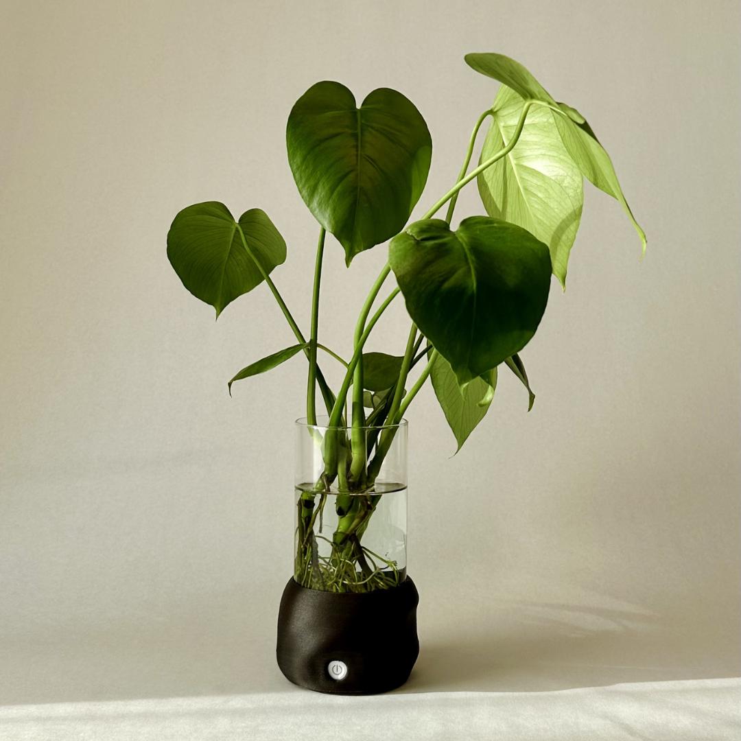 Moril vase i dark brown med hydroponisk plante og klar glasbeholder