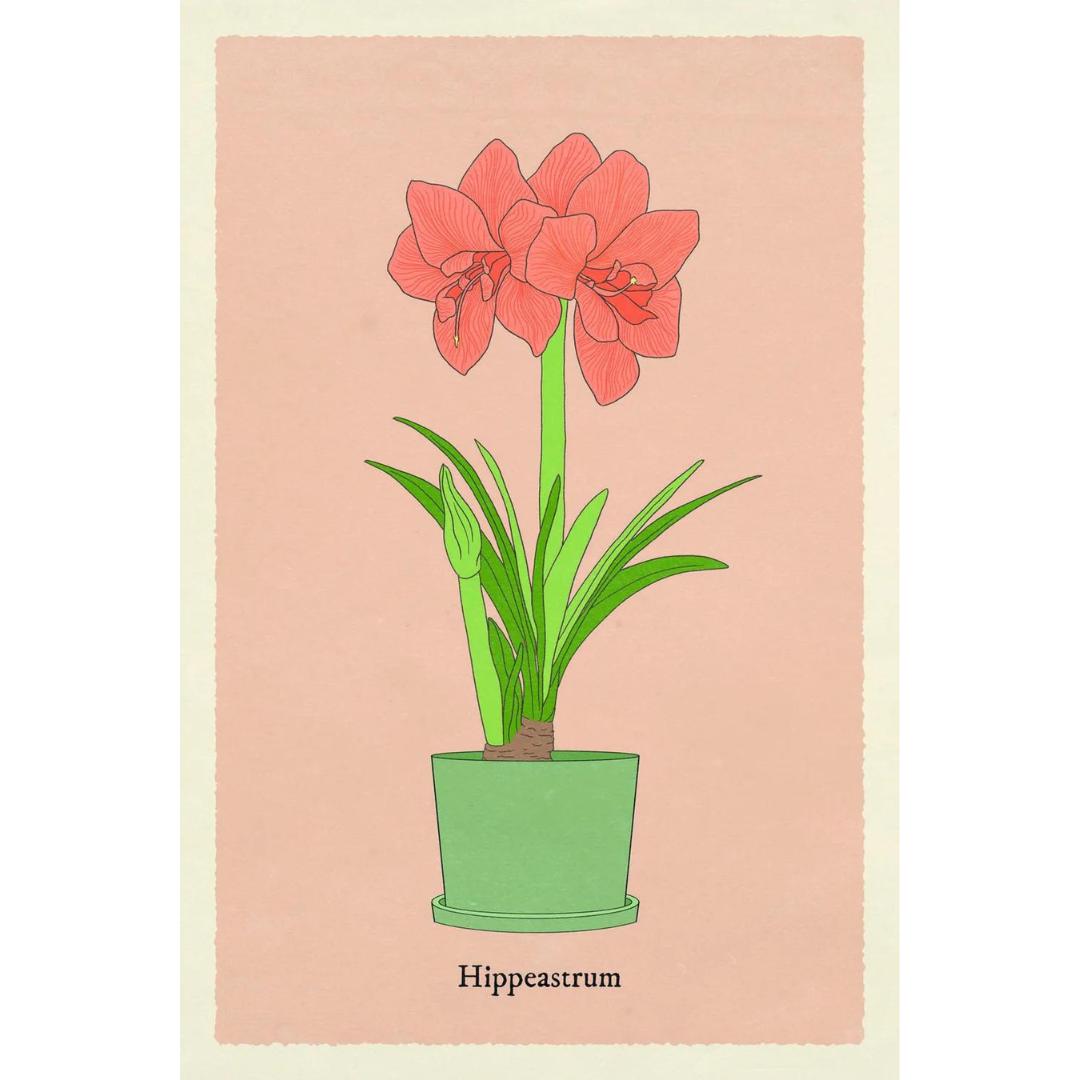 Houseplant Gardener in a Box