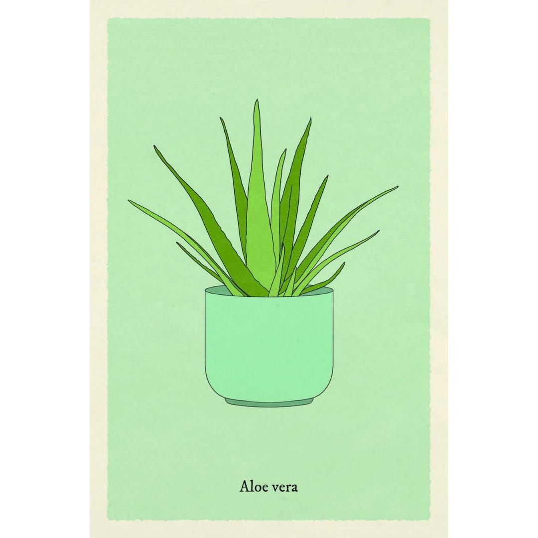 Houseplant Gardener in a Box
