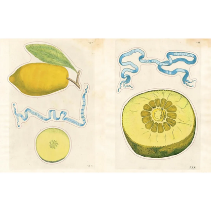 John Derian Sticker Book II