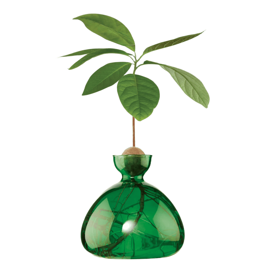 Avocado vase fra ILEX STUDIO i farven &