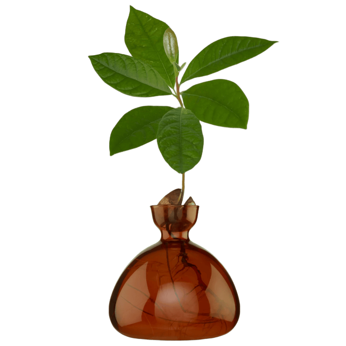 Avocado vase fra ILEX STUDIO i farven &