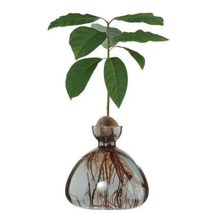 Avocado vase fra ILEX STUDIO i farven &