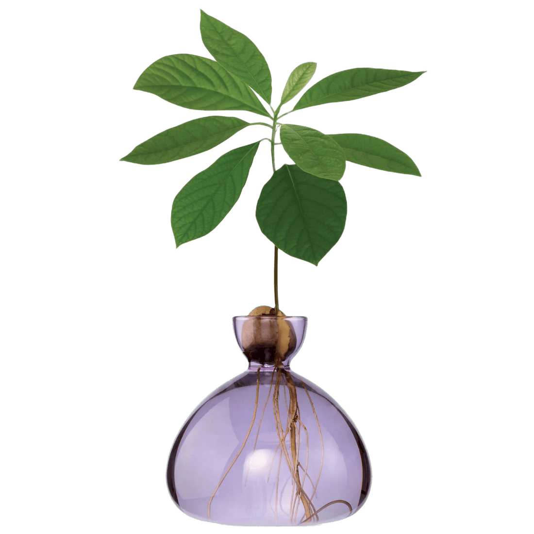 Avocado vase fra ILEX STUDIO i farven &