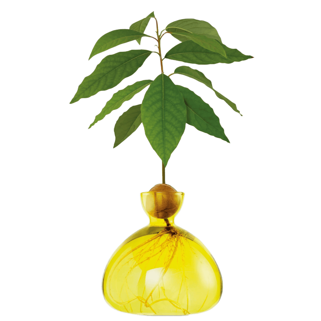 Avocado vase fra ILEX STUDIO i farven &