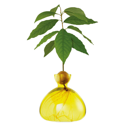 Avocado vase fra ILEX STUDIO i farven &