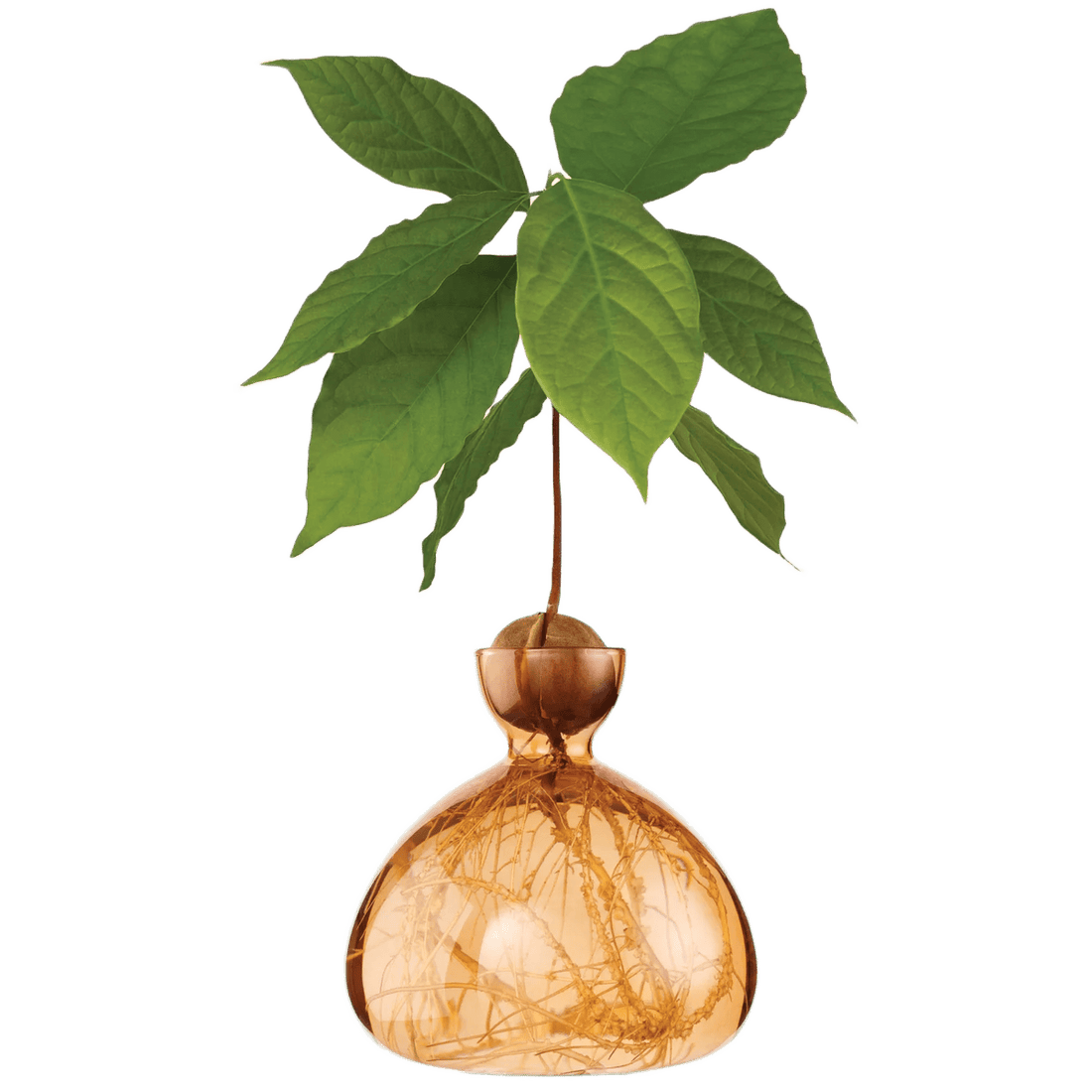 Avocado vase fra ILEX STUDIO i farven &