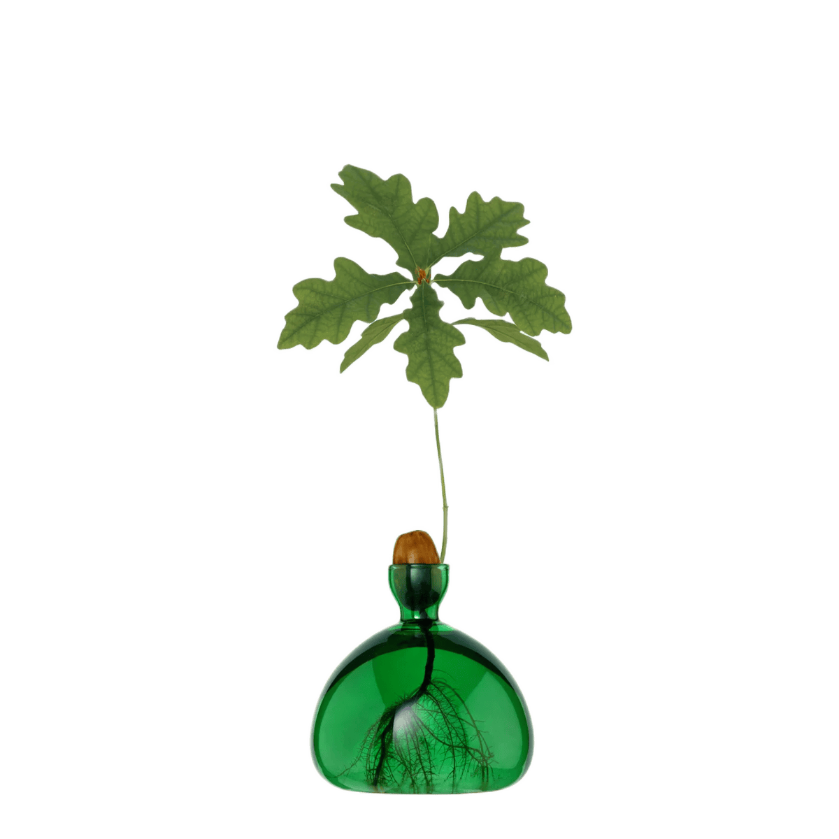 ILEX STUDIO, Agern Vase i Emerald Green - Balsalen.dk
