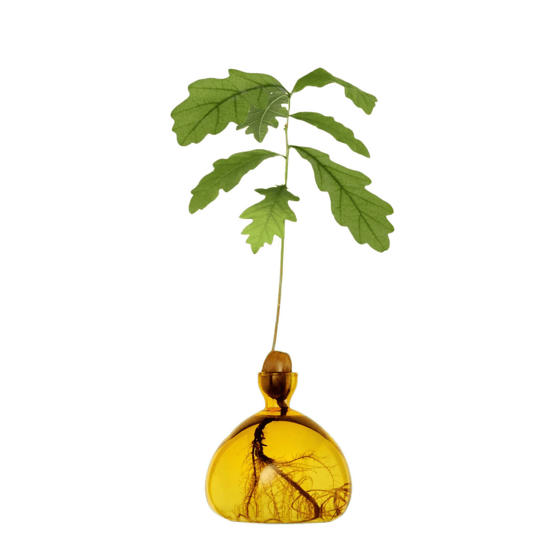 Agern vase fra ILEX STUDIO i farven &