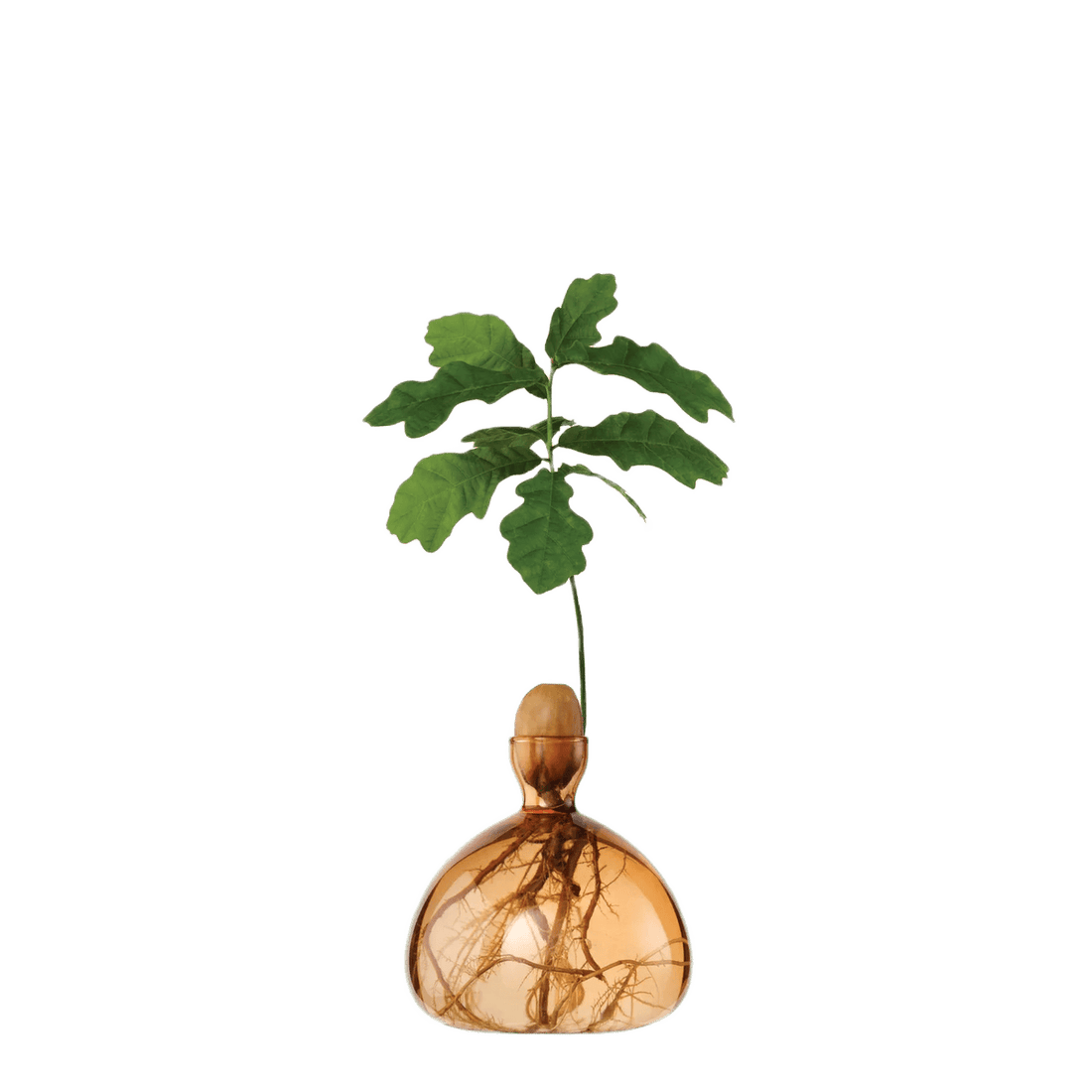 Agern vase fra ILEX STUDIO i farven &