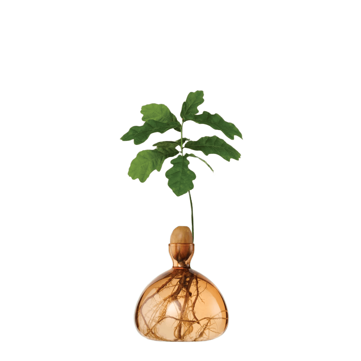 Agern vase fra ILEX STUDIO i farven &