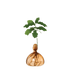 Agern vase fra ILEX STUDIO i farven &